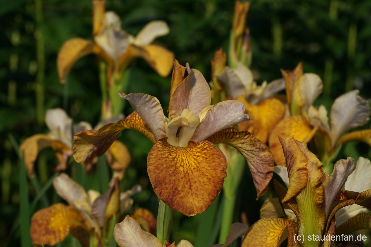 Iris sibirica 'Ginger Twist'.