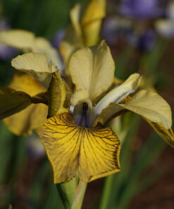 Iris sibirica 'Here be Dragons'.
