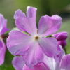 Primula sieboldii 'Koenji'.