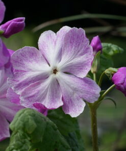 Primula sieboldii 'Koenji' besitzt eine beachtenswerte Blütengröße.
