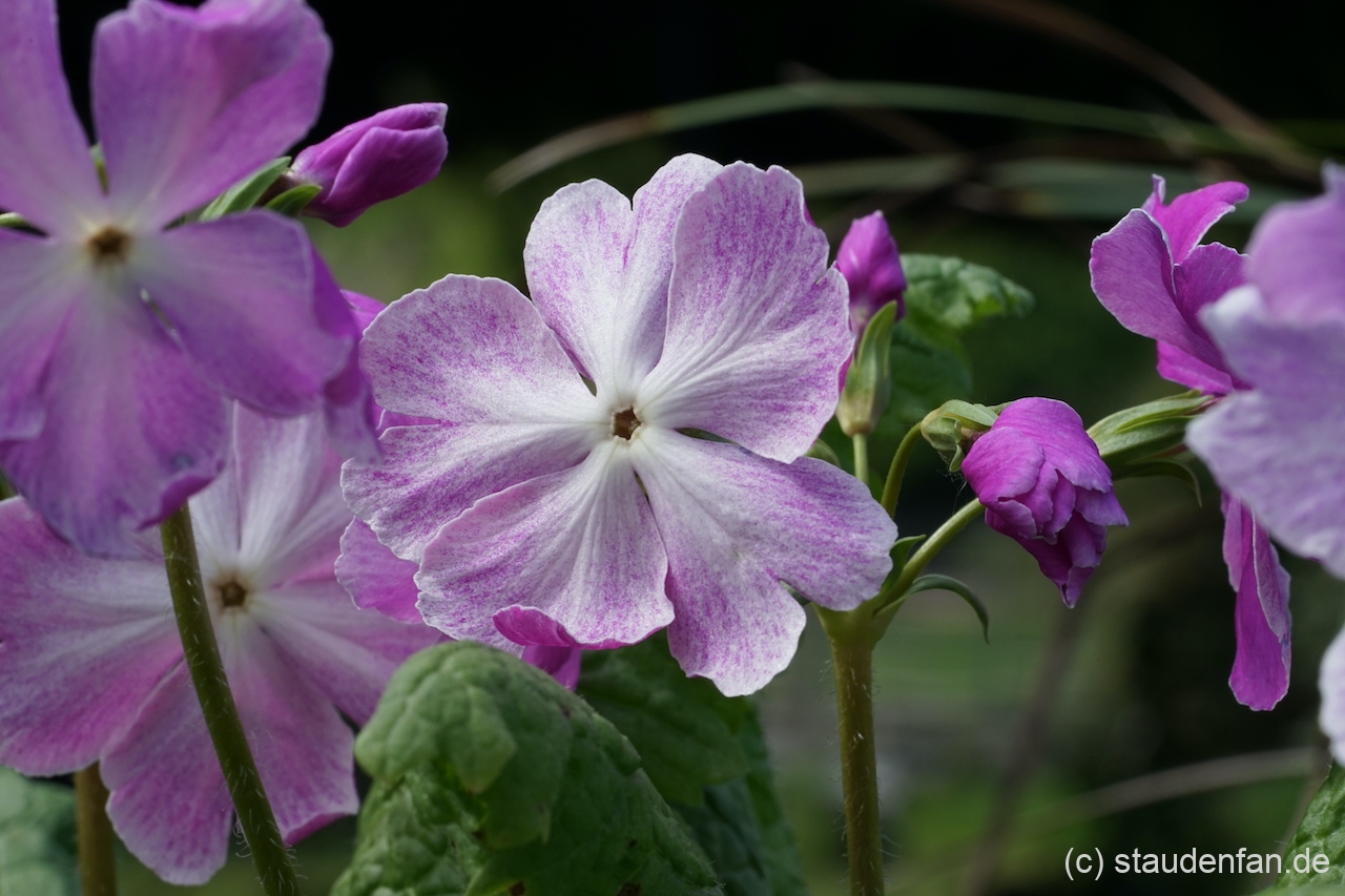 Primula sieboldii 'Koenji' besitzt eine beachtenswerte Blütengröße.