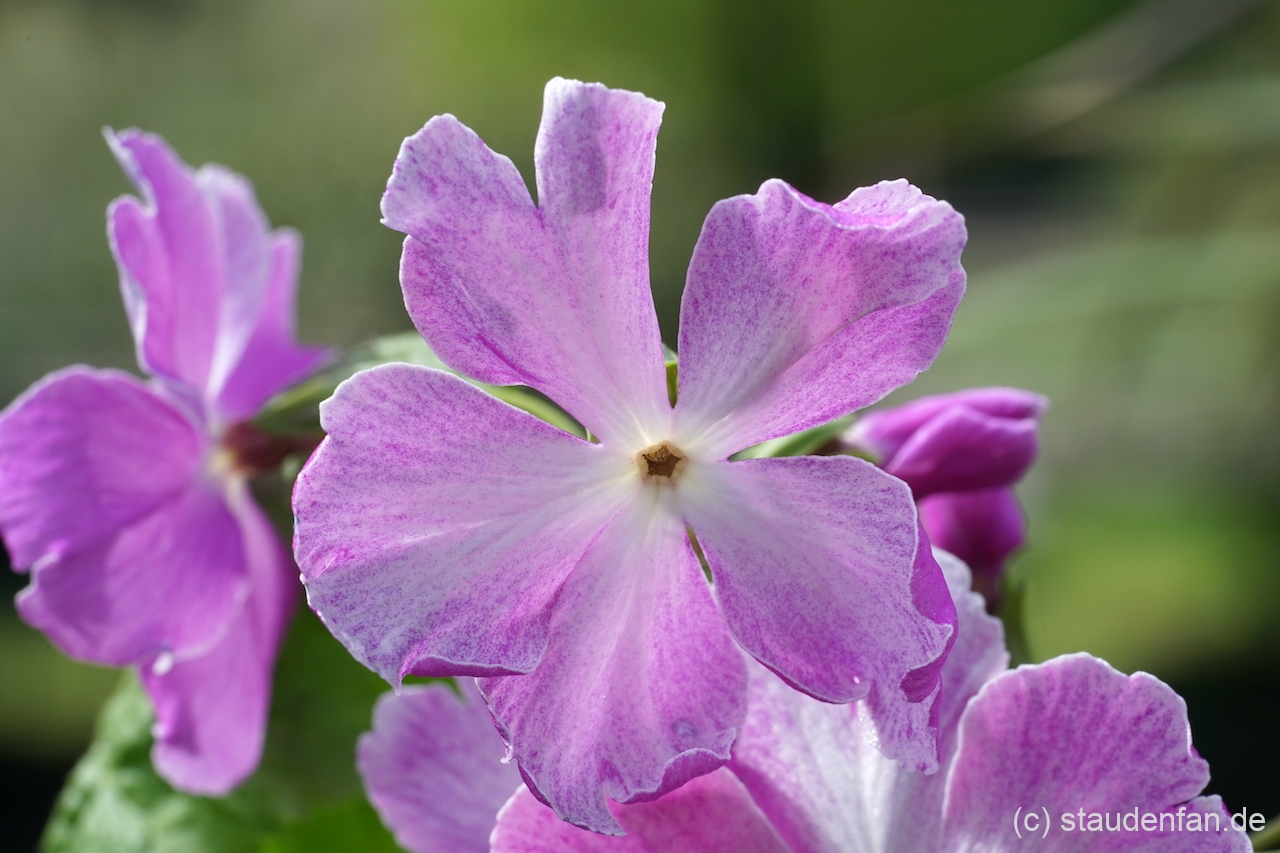 Primula sieboldii 'Koenji'.