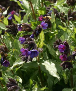 Pulmonaria 'Diana Clare'.