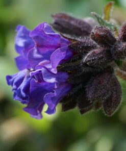 Pulmonaria 'Diana Clare' besitzt attraktive dunkle Blütenkelche.