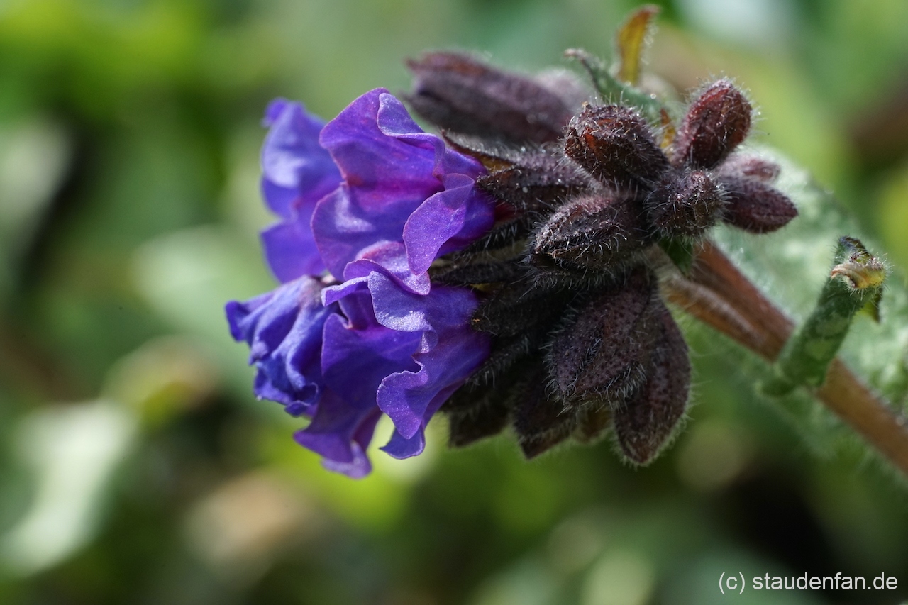 Pulmonaria 'Diana Clare' besitzt attraktive dunkle Blütenkelche.