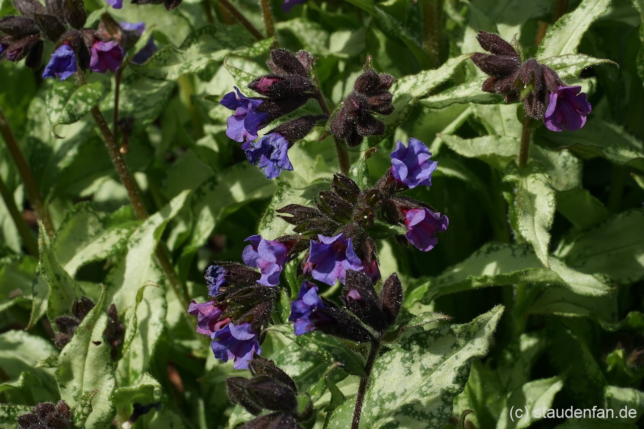 Pulmonaria 'Diana Clare' ist eine Auslese des bekannten englischen Staudengärtners Bob Brown.