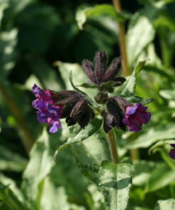 Pulmonaria 'Diana Clare' zeigt sehr auffälliges silbriges Laub.