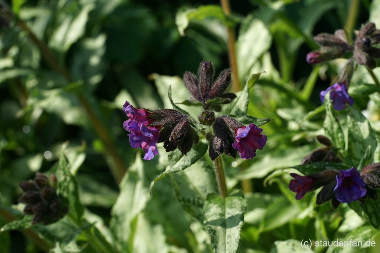 Pulmonaria 'Diana Clare' zeigt sehr auffälliges silbriges Laub.