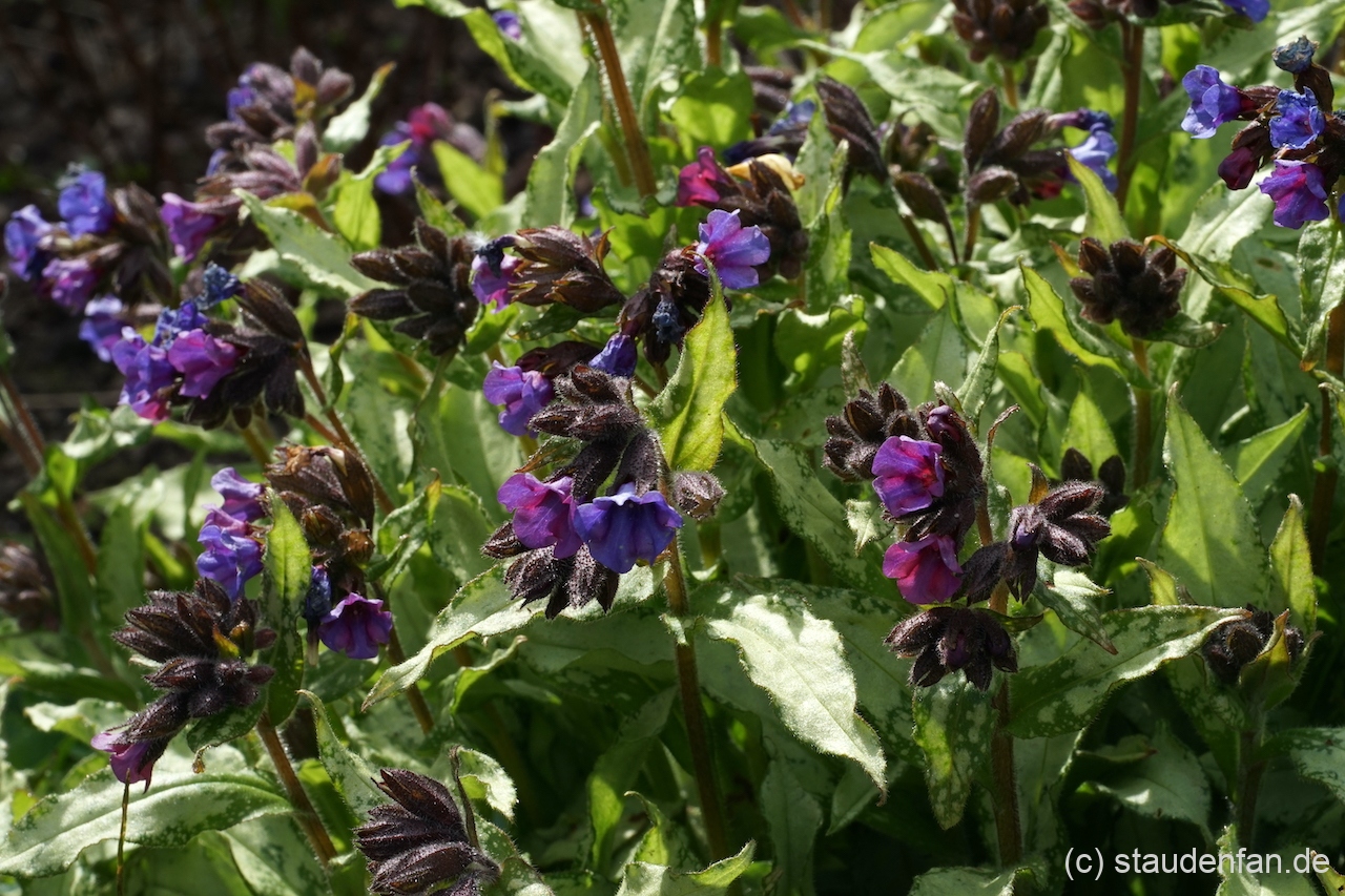 Pulmonaria 'Diana Clare'.