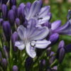 Agapanthus ‘Lavender Haze’ zeigt einen zarten Farbton.
