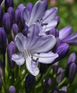 Agapanthus ‘Lavender Haze’ zeigt einen zarten Farbton.
