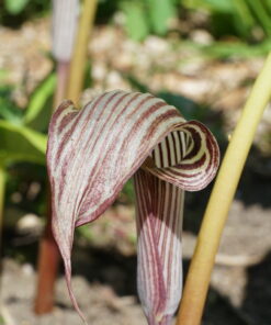 Arisaema fargesii bildet im Juni, nach dem späten Austrieb die schick gestreiften Blüten.