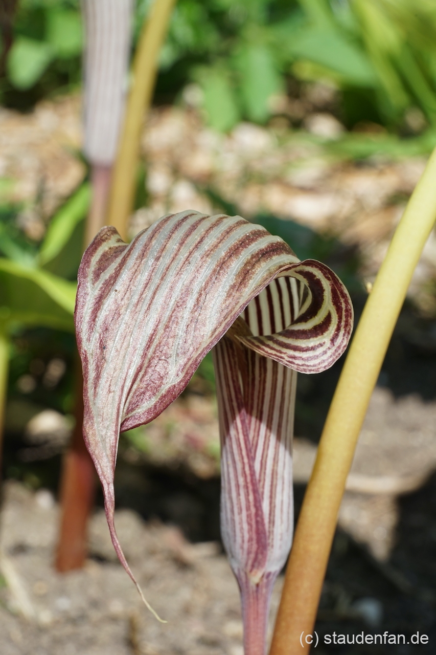 Arisaema fargesii bildet im Juni, nach dem späten Austrieb die schick gestreiften Blüten.