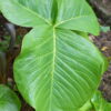 Arisaema fargesii mit den großen meist dreigeteilen Laub.
