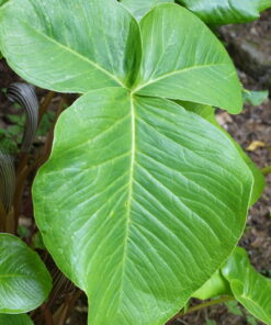 Arisaema fargesii mit den großen meist dreigeteilen Laub.