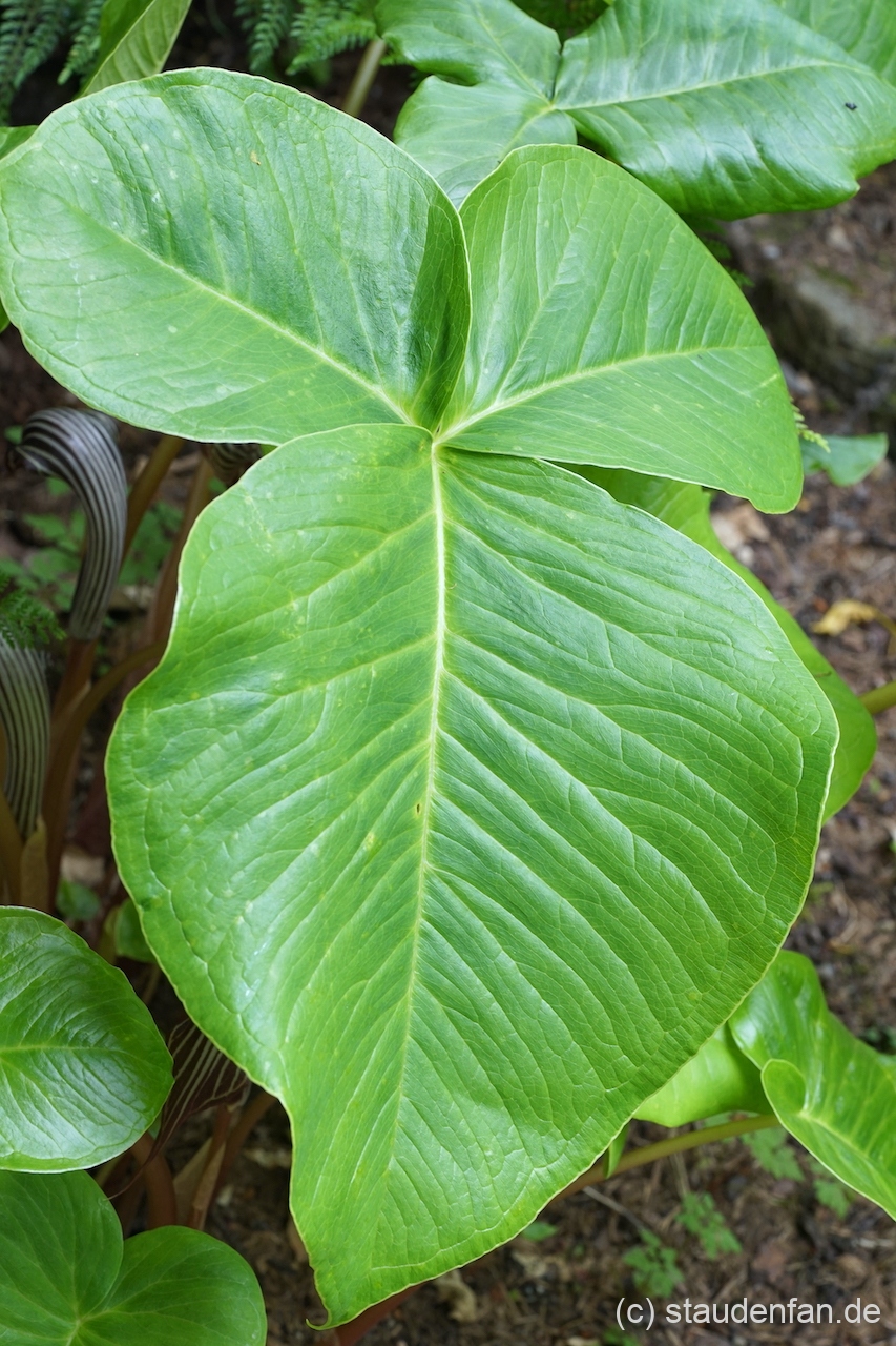 Arisaema fargesii mit den großen meist dreigeteilen Laub.