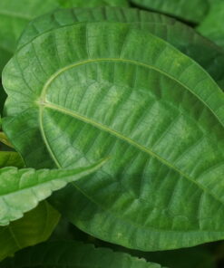 Pilea insolens besticht durch wunderbar strukturierte Blätter.