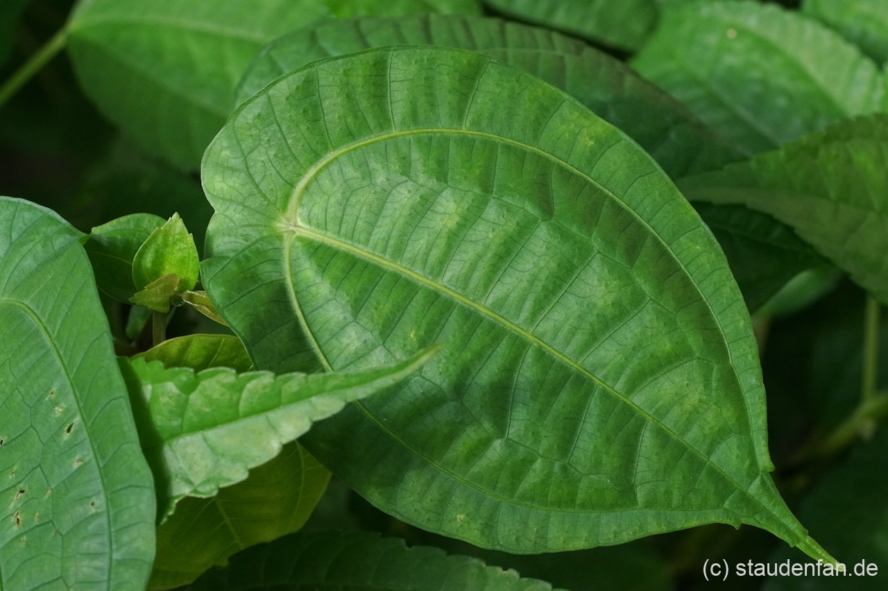 Pilea insolens besticht durch wunderbar strukturierte Blätter.