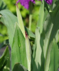 Das Laub und die Knospen von Roscoea wardii.