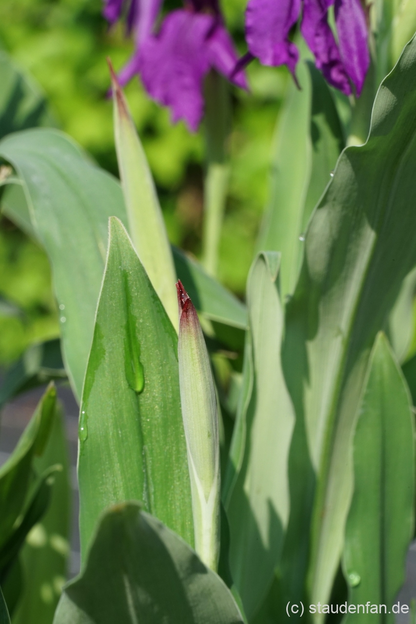 Das Laub und die Knospen von Roscoea wardii.