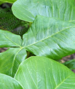 Das Laub von Arisaema fargesii sorgt für eine tropische Üppigkeit.