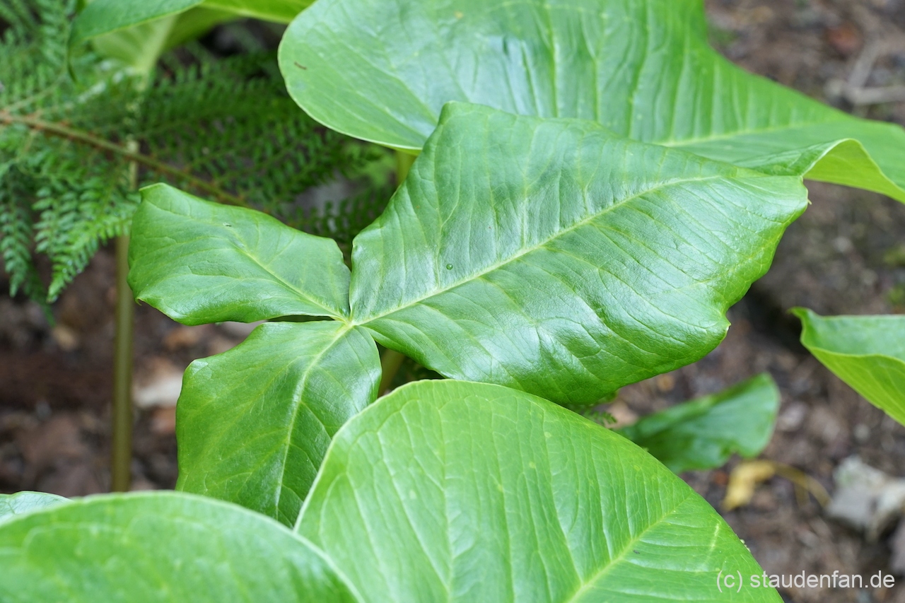 Das Laub von Arisaema fargesii sorgt für eine tropische Üppigkeit.