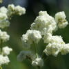 Filipendula ulmaria 'Flore Pleno' bildet dicht gefüllte Blütenbälle.
