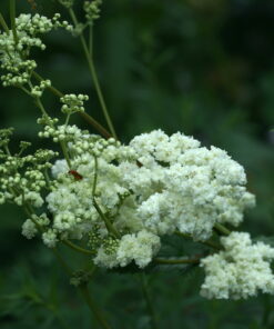 Filipendula ulmaria 'Flore Pleno' ist eine Auslese des heimischen Echten Mädesüß.