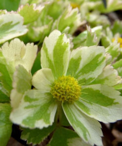 Hacquetia epipactis 'Thor'.