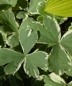 Hacquetia epipactis 'Thor' behält dauerhaft die Panaschierung des Laubes.