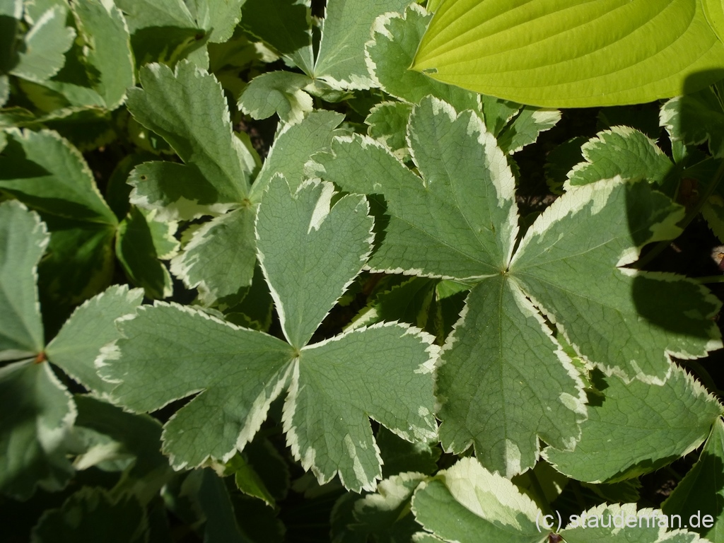 Hacquetia epipactis 'Thor' behält dauerhaft die Panaschierung des Laubes.
