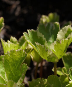 Hacquetia epipactis 'Thor' im April beim Austrieb zum Ende der Blütezeit.