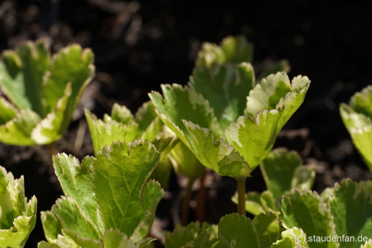 Hacquetia epipactis 'Thor' im April beim Austrieb zum Ende der Blütezeit.