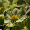 Hacquetia epipactis 'Thor' ist eine gesuchte Rarität.