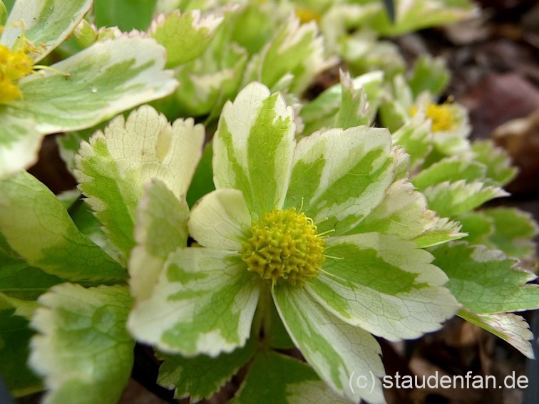 Hacquetia epipactis 'Thor'.