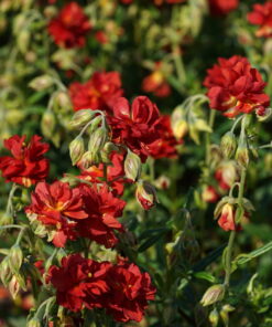 Helianthemum 'Amabile Plenum' blüht über viele Wochen.