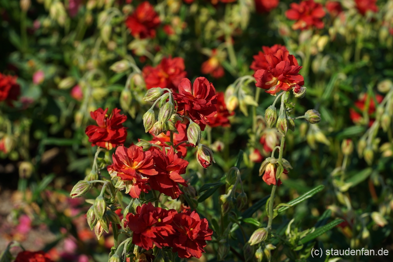 Helianthemum 'Amabile Plenum' blüht über viele Wochen.