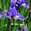 Iris sibirica 'Lapislazuli' bingt eine tollen sehr reinen Blauton ins Staudenbeet.