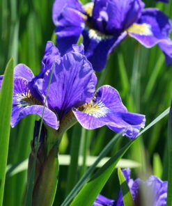 Iris sibirica 'Lapislazuli' bingt eine tollen sehr reinen Blauton ins Staudenbeet.