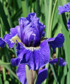 Iris sibirica 'Lapislazuli' ist eine weitere Sorte von Tamberg.