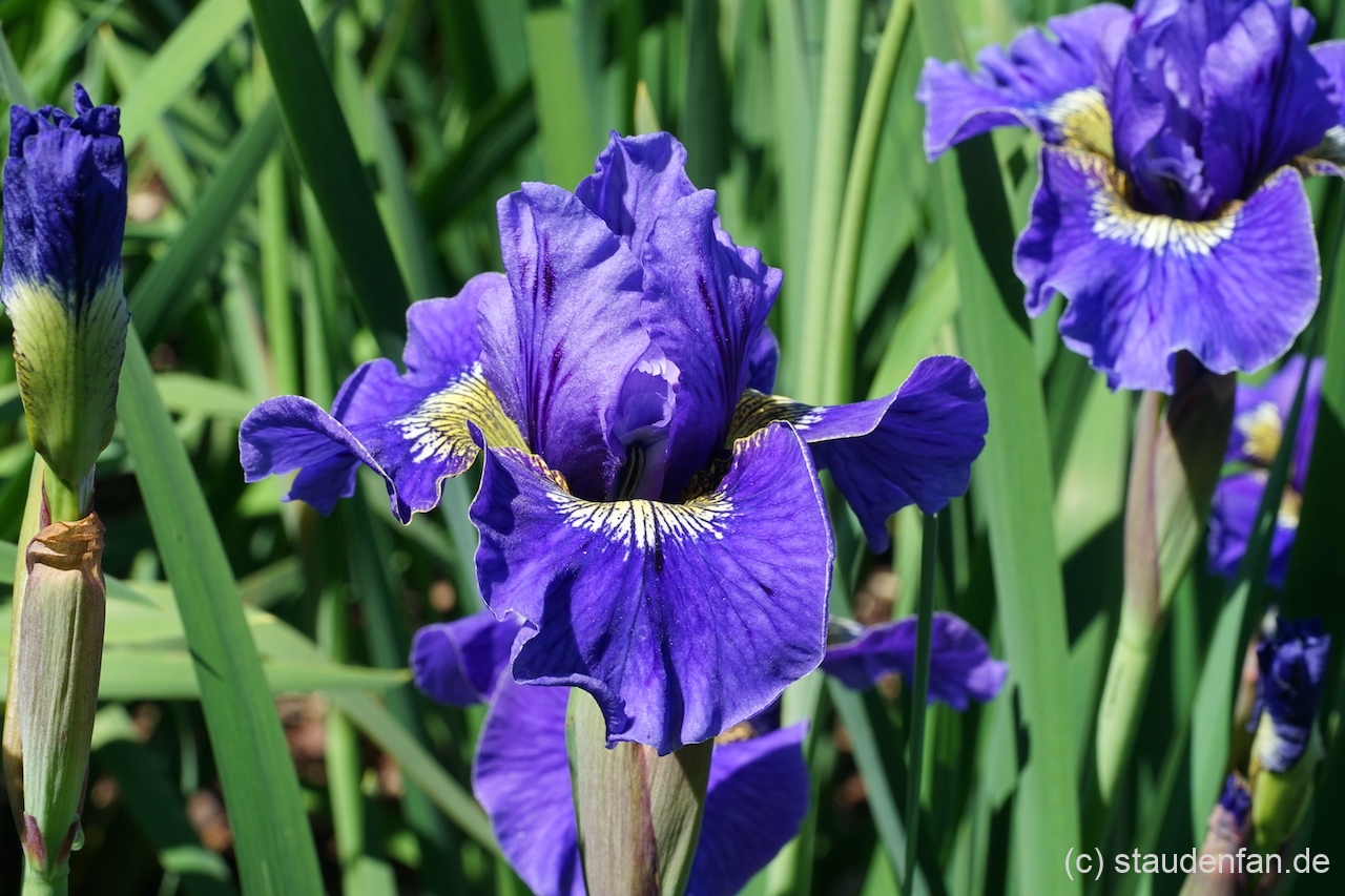 Iris sibirica 'Lapislazuli' ist eine weitere Sorte von Tamberg.