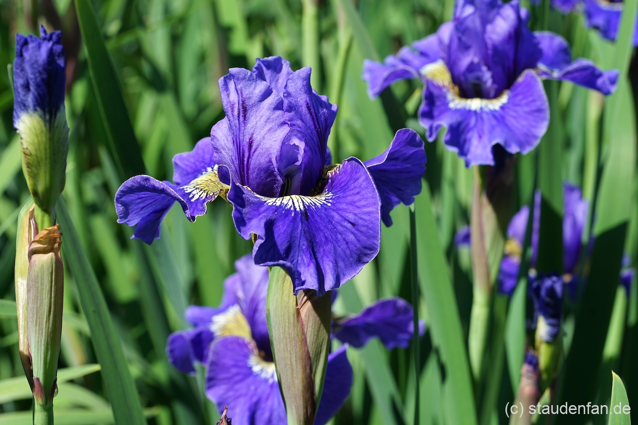 Iris sibirica 'Lapislazuli'.