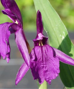 Roscoea wardii.