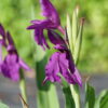 Roscoea wardii ist eine nur selten in Kultur befindliche Wildart.