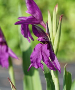 Roscoea wardii ist eine nur selten in Kultur befindliche Wildart.