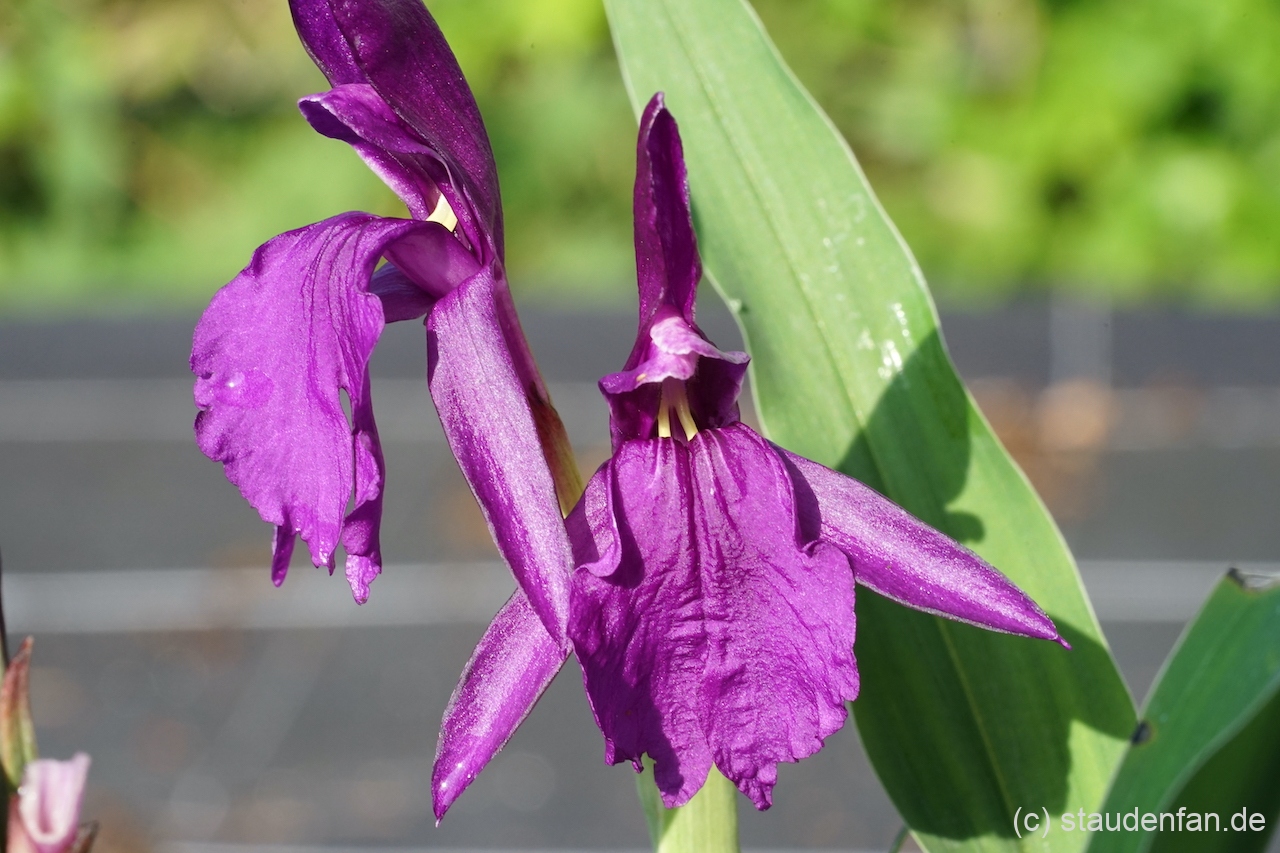 Roscoea wardii.