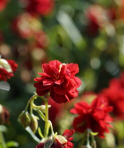 Wer ein auffälliges gefülltes Sonnenröschen sucht, sollte einmal Helianthemum 'Amabile Plenum' probieren.