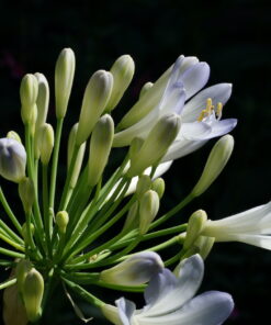 Agapanthus 'Phantom' gehört mit Sicherheit zu den schönsten zweifarbigen Sorten.