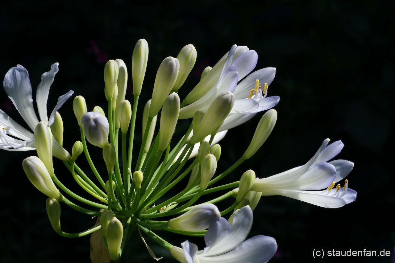 Agapanthus 'Phantom' gehört mit Sicherheit zu den schönsten zweifarbigen Sorten.