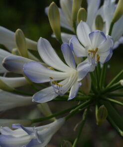Agapanthus 'Phantom' zeigt eine stark abgesetzten graublauen Rand.